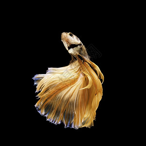水中游动的金色斗鱼图片