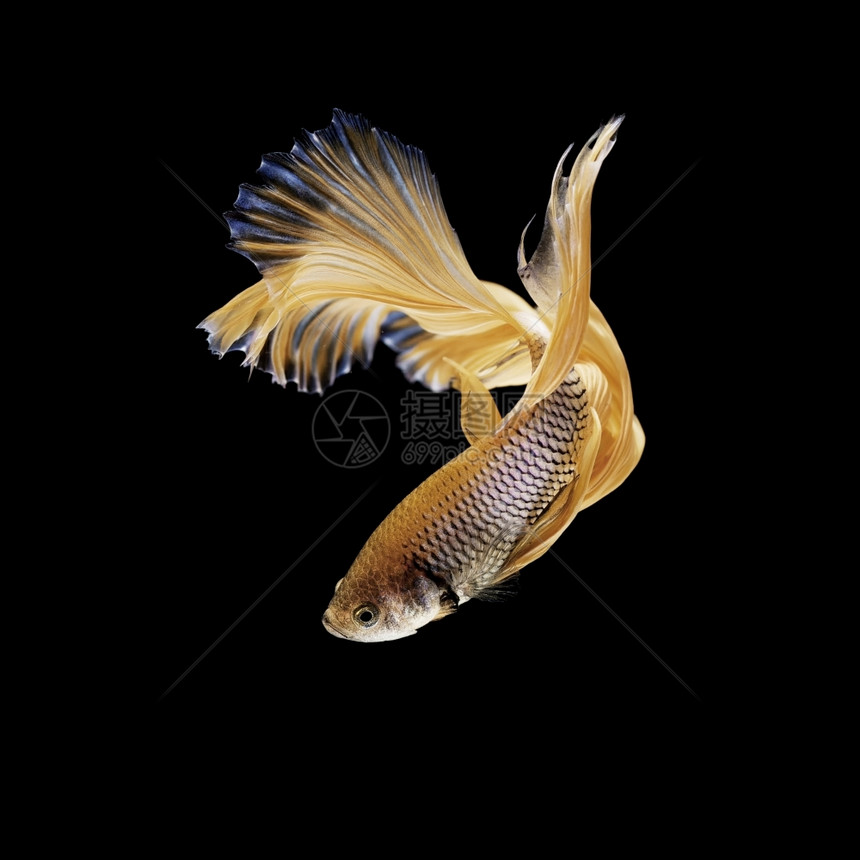 水下金色金色斗鱼图片