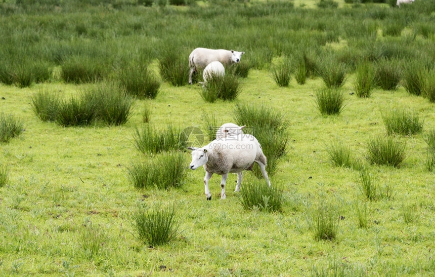 家畜白色的用绿草在田野上放牧的绵羊农场图片