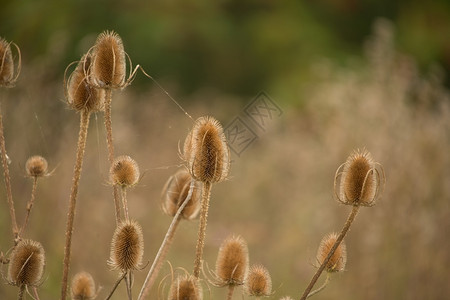 杂草英国秋天的野生棕色落下图片