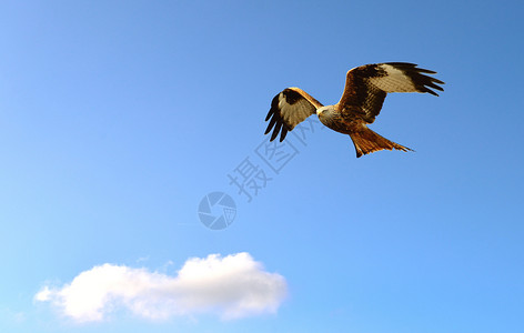 在蓝天飞行的红色Kite航班鸟猛禽图片