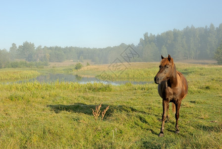 多雾路段白俄罗斯日出时有匹马的风景清晨有雾黎明图片