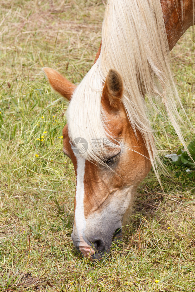 栅栏农场在布列塔尼的田里放牧哈弗林格小马头板栗图片