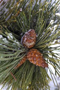 里戈松树森林枝上的松锥面覆满雪图片