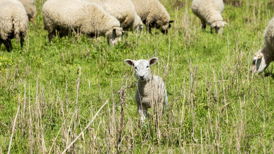 白色的放牧德国在草地里的羊群图片