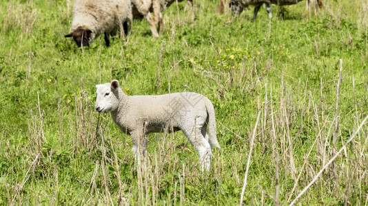 春天牧场在草地里的羊群牧人图片