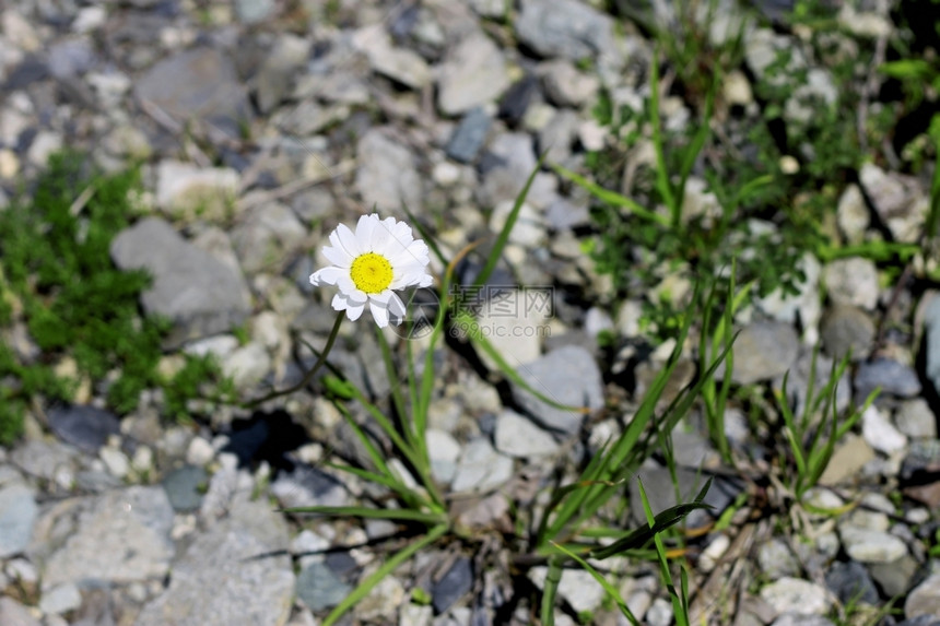 在石地上生长的野卡莫米亚雏菊盛开高加索图片