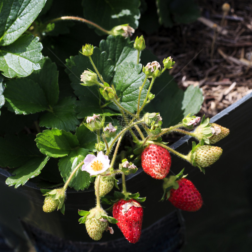杂交种草莓植物中含有几朵鲜花和不同阶段水果的部分草莓植物从仍在种绿色到充分生长和成熟的红种树叶子图片