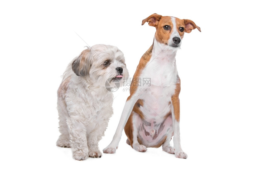 两只混合种狗在白色背景混杂的沙和麦芽酒以及一只混杂的波登科狗面前对白色背景友谊一种石图片