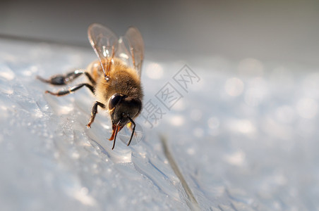 授粉生存蜜蜂在白色表面上喝水蜜蜂在白色表面上喝水露图片