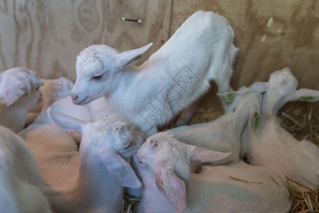 团体最可爱和的新生小婴儿羔羊只出生了几天才下来的小羊羔他们在一起玩耍最多农场背景图片