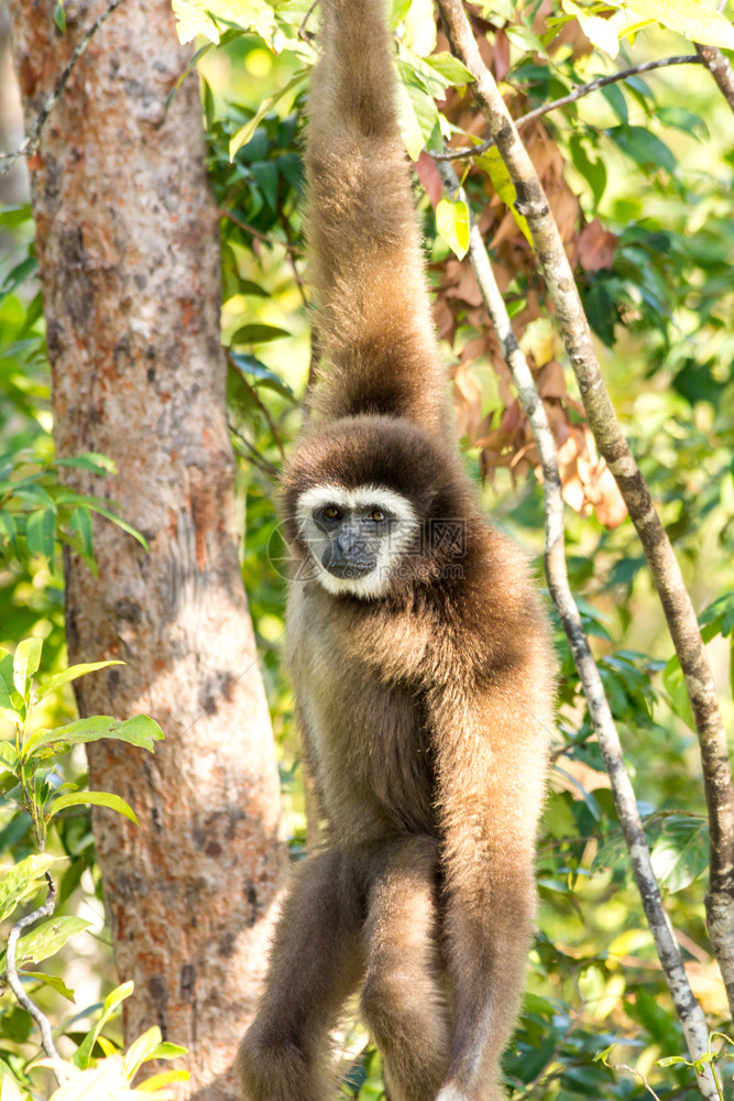 罗文斯女白人将GibbonHylobatidaelar吊在泰国TrangRovince树上的枝白色长臂猿科图片