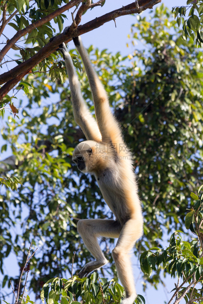 亚洲人拉尔海伦女白人将GibbonHylobatidaelar吊在泰国TrangRovince树上的枝图片