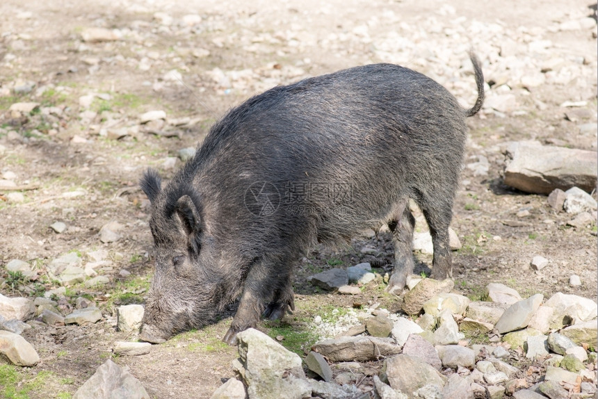 在阳光明媚的一天在春寻找食物的野猪雌搜索友好阿尔滕堡图片