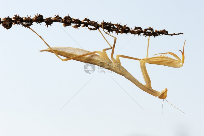以色列动物反对天空的植上黄色螳螂东方图片