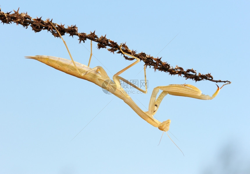 昆虫以色列天线反对空的植物上黄色螳螂图片