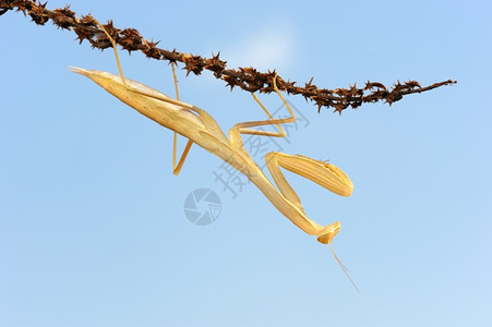 反对天空的植物上黄色螳螂东方触手以色列图片
