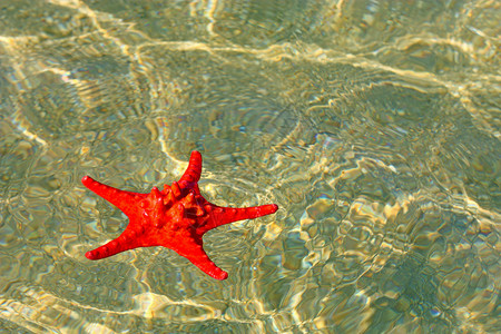 海洋单身的生活水下浅中美丽的红海星图片