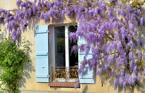 与窗户上有蓝色百叶窗的农村房子对面盛开的美丽西洋花园绽放紫藤图片