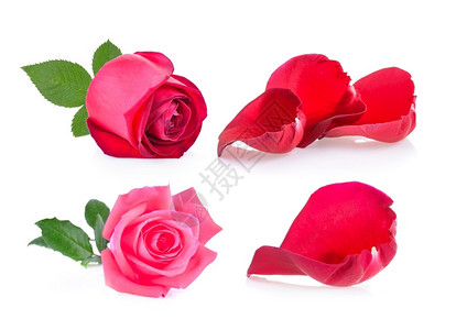 红玫瑰和白底叶美丽的礼物粉色图片