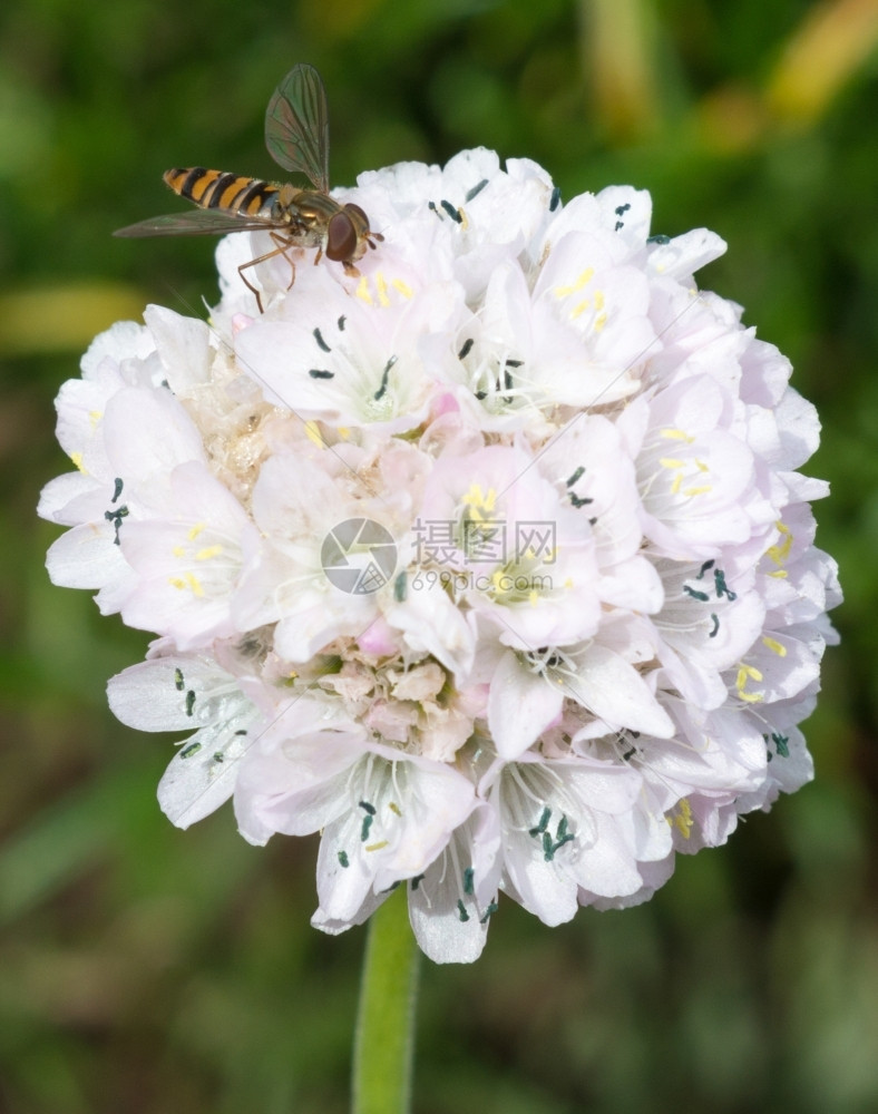 从白花中收集蜜或粉的胡佛苍蝇气垫黑色的昆虫图片