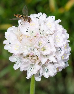 从白花中收集蜜或粉的胡佛苍蝇气垫黑色的昆虫背景图片