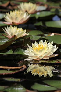 池塘中盛开的莲花图片