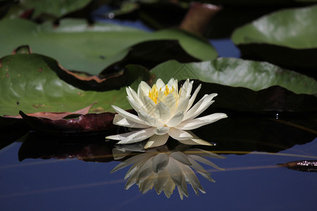 自然池塘中美丽的水百花热带图片