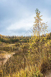 自然10月在Kostroma地区的明亮金秋天俄罗斯落下图片
