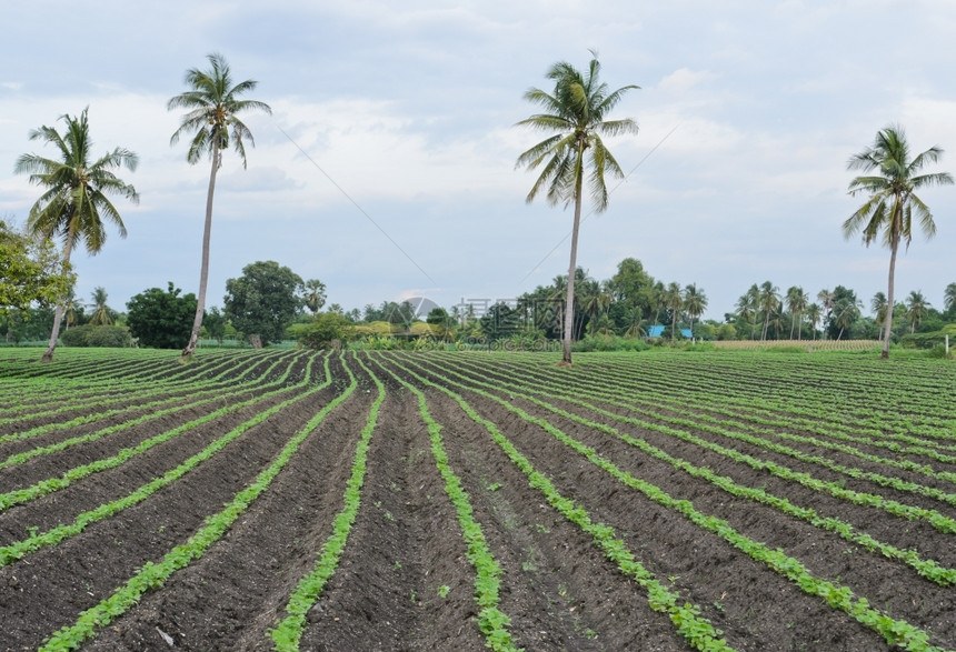 青绿豆种植园泰国排庄稼图片