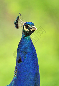 仪式自然绿色背景的美丽男孔雀肖像鸟图片