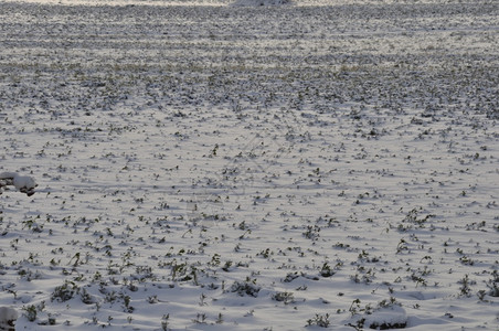 环境布列塔尼雪下的田地场乡村图片