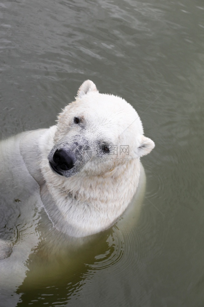 雪北极熊在水中寒冷的动物群图片