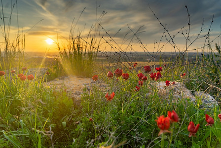景观红色的自然生态行走中的红花和绿草以色列图片