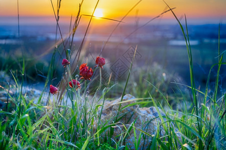 天气日落自然生态行走中的红花和绿草为了图片
