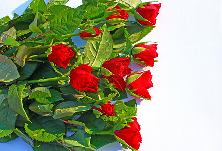 象征叶子浪漫的红玫瑰花在束中的朵背景图片