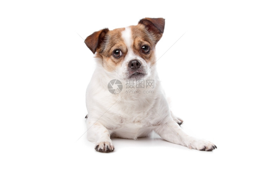 犬类伴侣坐在白色背景下着的可爱混合品种狗一图片