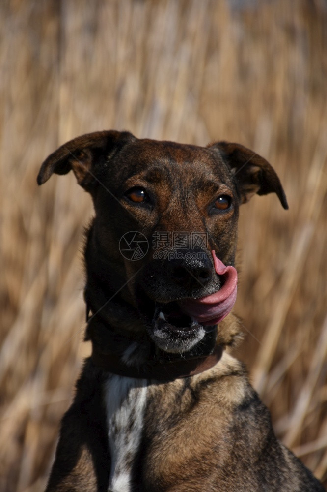 鼻子品种用粉红舌头舔鼻和嘴的狗粉色图片