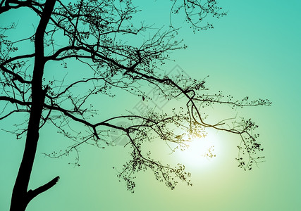 分支绿色背景的拉格罗热大肠杆菌木环状树枝场景太阳图片