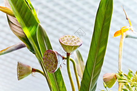 花瓣草植物莲种子舱的相光胶囊莲花种子舱的相光阴图片