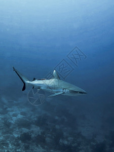 鲨鱼海报水下灰礁鲨鱼族馆危险的背景