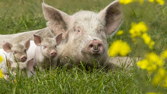 草地上的母猪和猪宝宝图片