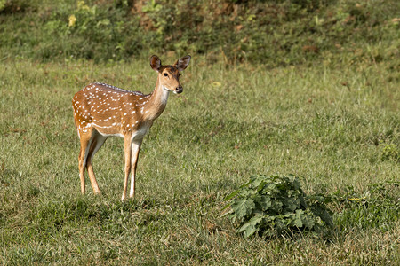 在印度喀拉邦草原上站立常见的猎豹斑图片