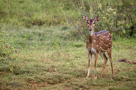 在印度喀拉邦草原上站立团体地动物图片