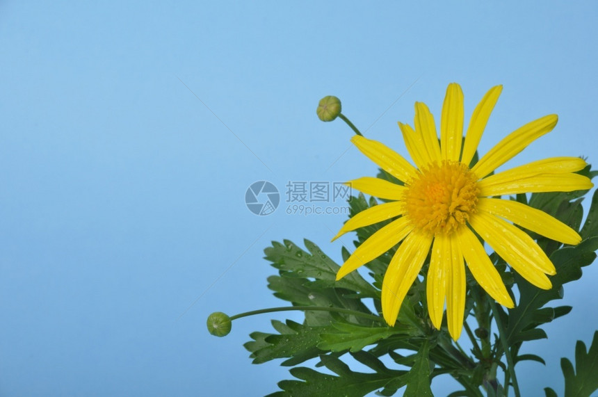 盛开的美丽的黄色雏菊图片