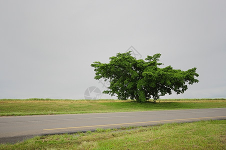 风景优美孤场地农村一条柏油路旁的棵树图片