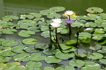 池塘中美丽的白莲花图片