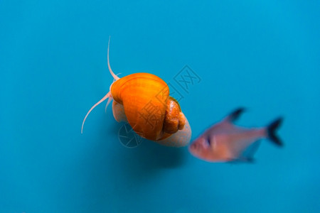 安普利亚里海微小水族馆蜗牛Ampullyariya的照片一种图片