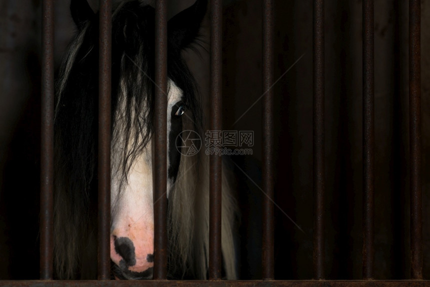 一种骘稳定的马在笼中图片