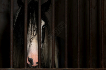 一种骘稳定的马在笼中图片